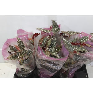 BEGONIA MACULATA SPOTLIGHT DARK P13