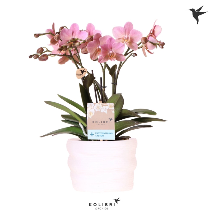 <h4>Kolibri Orchids Phalaenopsis Jewel Treviso 4 spike in pot white with easy watering system</h4>