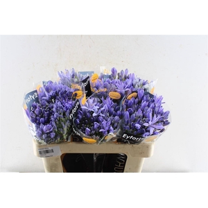 Agapanthus Eyfori Blue