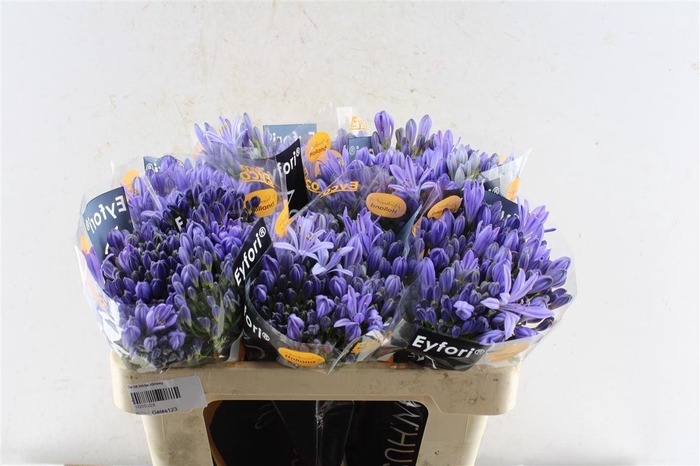 <h4>Agapanthus Eyfori Blue</h4>