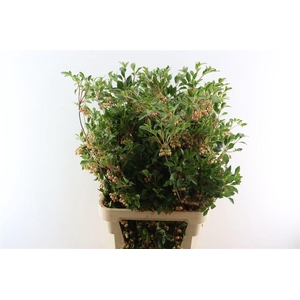 Enkianthus 120cm P Stem