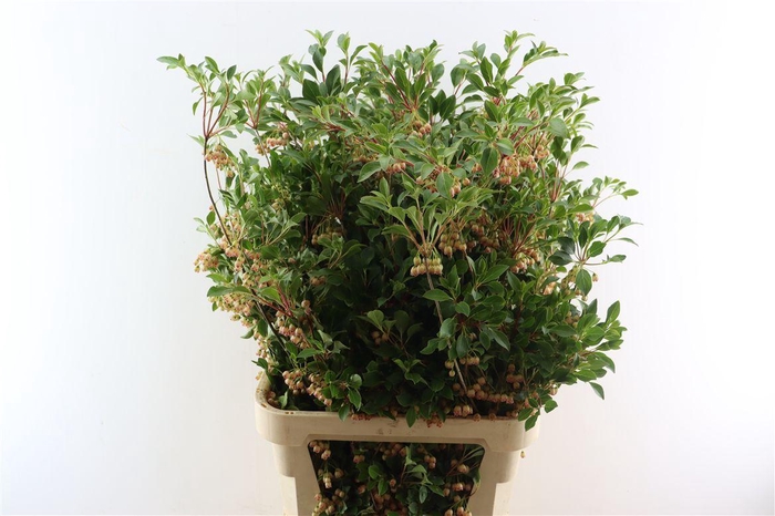 <h4>Enkianthus 120cm P Stem</h4>
