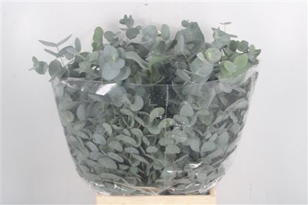 <h4>Euc Cinerea Per Bunch 150 Gram S U P E R</h4>