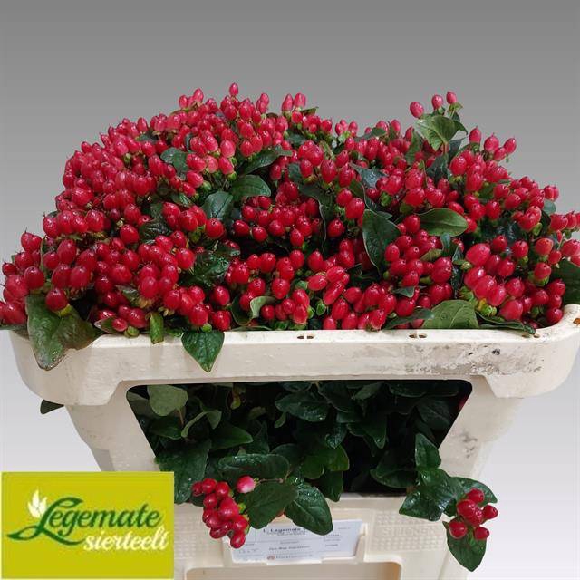 <h4>Hyp Magical Impression Legemate</h4>