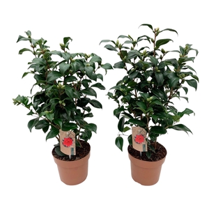 Camellia Japonica Mary Williams 25+ knoppen