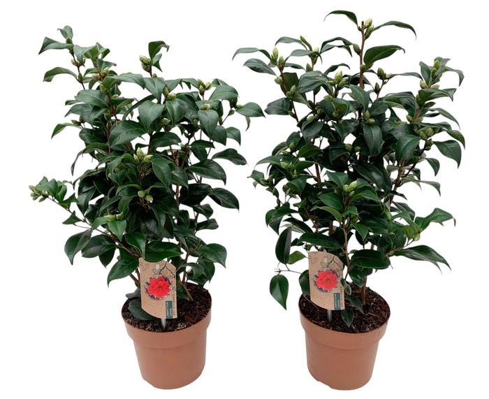 <h4>Camellia Japonica Mary Williams 25+ knoppen</h4>