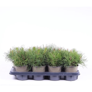 Pinus mugo pumilio