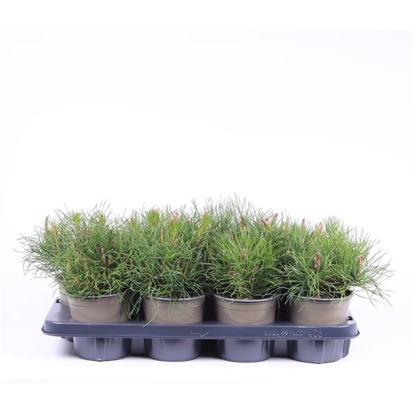 <h4>Pinus mugo pumilio</h4>