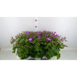 Pericallis cr. 'Senetti Magenta Bi'