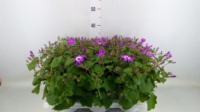 <h4>Pericallis cr. 'Senetti Magenta Bi'</h4>