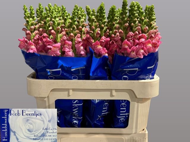 <h4>Antir Avignon Rose</h4>