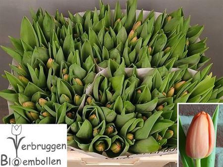 <h4>Tu En Time Out</h4>