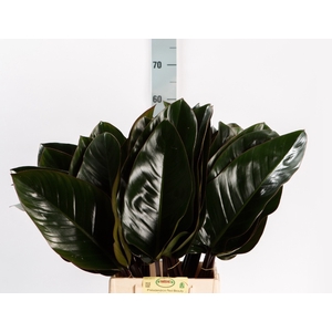 Philodendron Red Beauty MDK