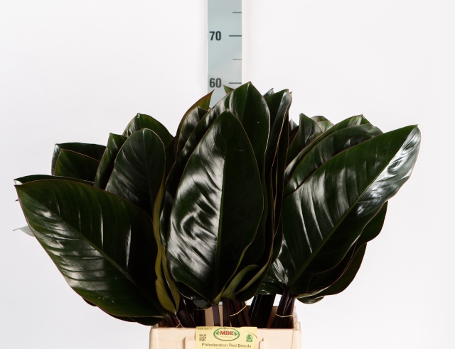 <h4>Philodendron Red Beauty MDK</h4>