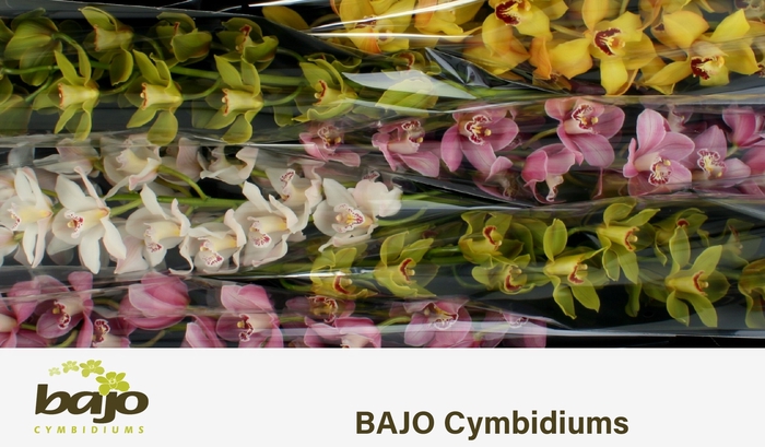 <h4>CYMB T GEM</h4>