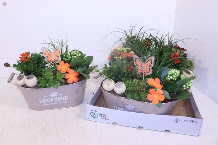 <h4>ARR TUINPLANTEN</h4>