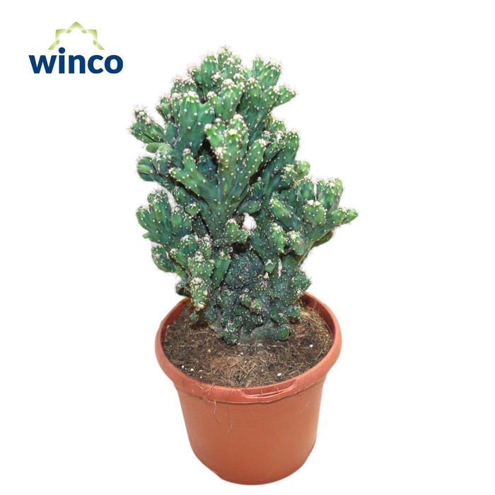 <h4>Cereus Coral</h4>