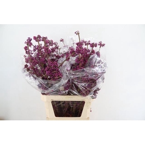 CALLICARPA BOD PROFU 100CM
