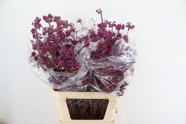 <h4>CALLICARPA BOD PROFU 100CM</h4>