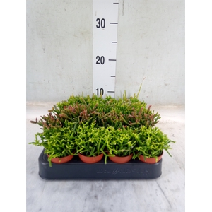 Rhipsalis   ...mix