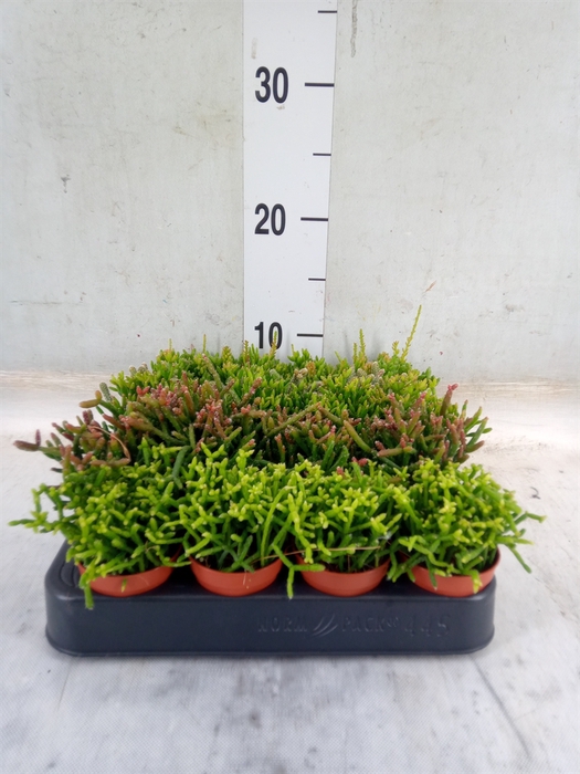 <h4>Rhipsalis   ...mix</h4>
