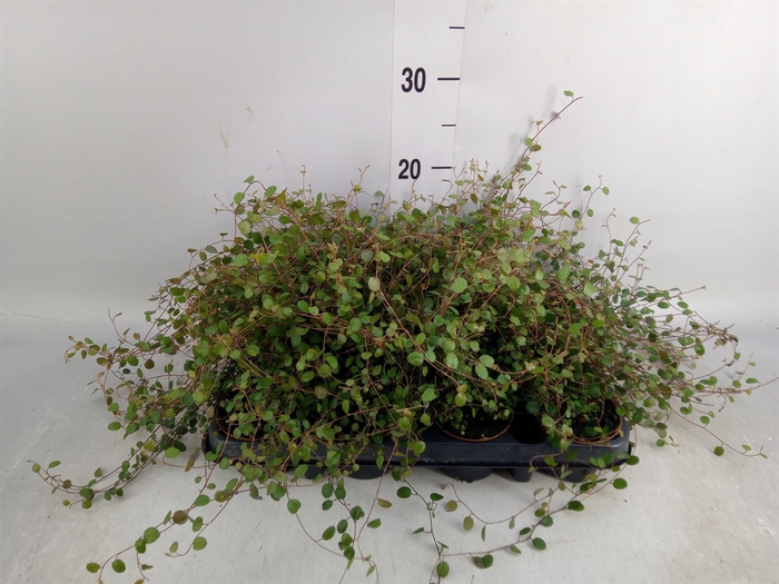 <h4>Muehlenbeckia com. 'Mao'ri'</h4>