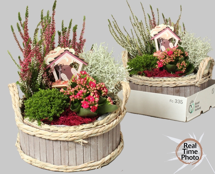 <h4>ARR TUINPLANTEN</h4>
