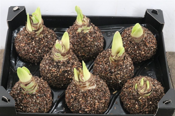 <h4>Wax Hipp Hout Natuur</h4>