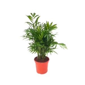 Chamaedorea elegans