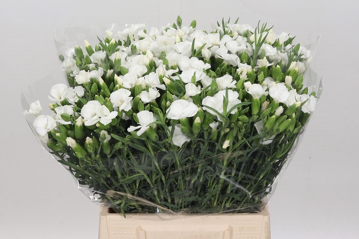 <h4>Dianthus Spray Solomio Ard</h4>