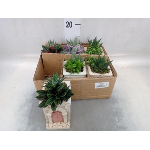 Arr.   Kamerplant Groen L%