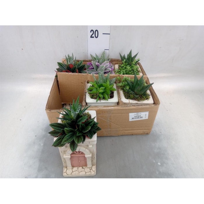 <h4>Arr.   Kamerplant Groen L%</h4>