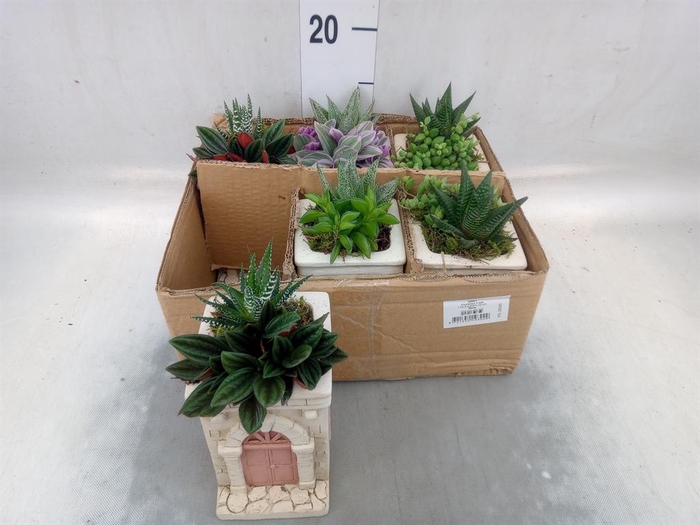 <h4>Arr.   Kamerplant Groen L%</h4>