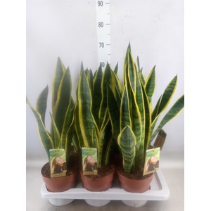 Sansevieria trifa. 'Laurentii'