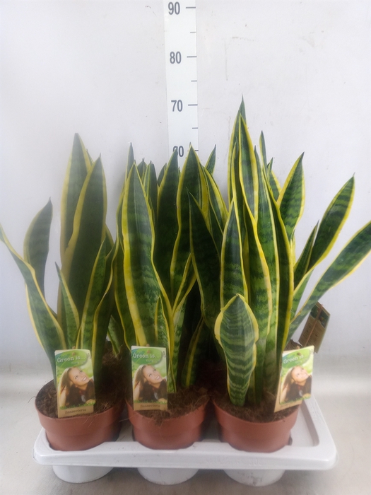 <h4>Sansevieria trifa. 'Laurentii'</h4>