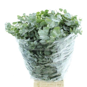 Euc Cinerea Per Bos