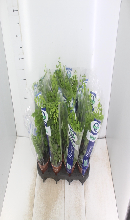 <h4>AVENCA VARIADA P15</h4>