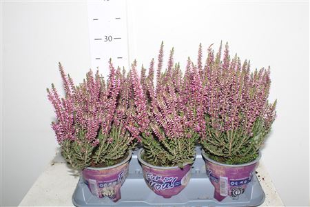 <h4>Callu Bl Renate</h4>