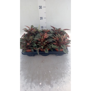 Peperomia caperata 'Lima'