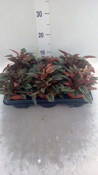 <h4>Peperomia caperata 'Lima'</h4>
