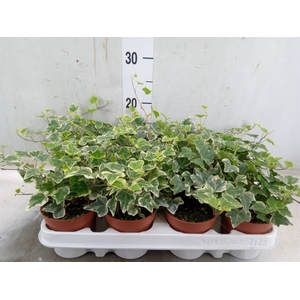 Hedera helix 'White Wonder'