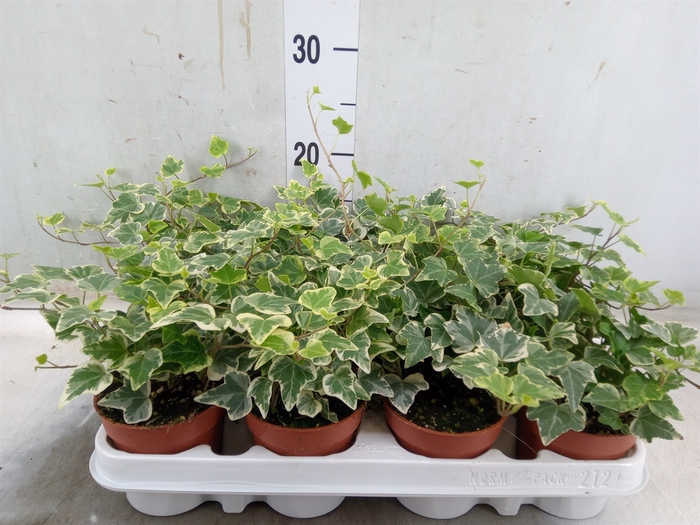 <h4>Hedera helix 'White Wonder'</h4>
