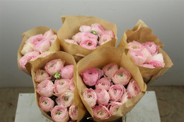 <h4>Ran Cloni Ex Favola</h4>