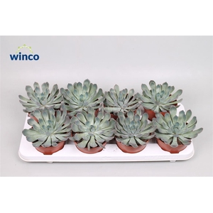 Echeveria Pulidonis Grey