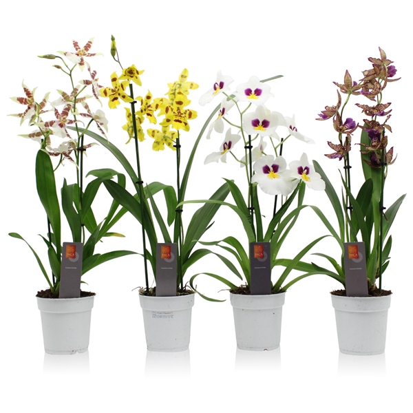 Inca Orchid mix 2 spike