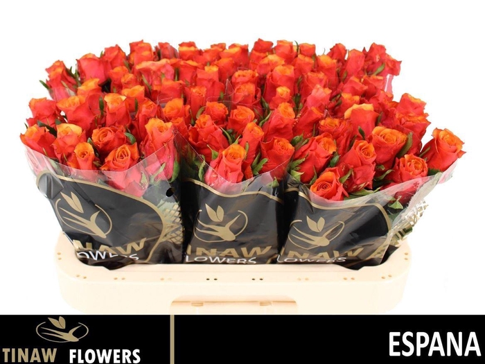 <h4>R Gr Espana@</h4>