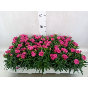 Dianthus car. 'Peman Fancy Cerise'