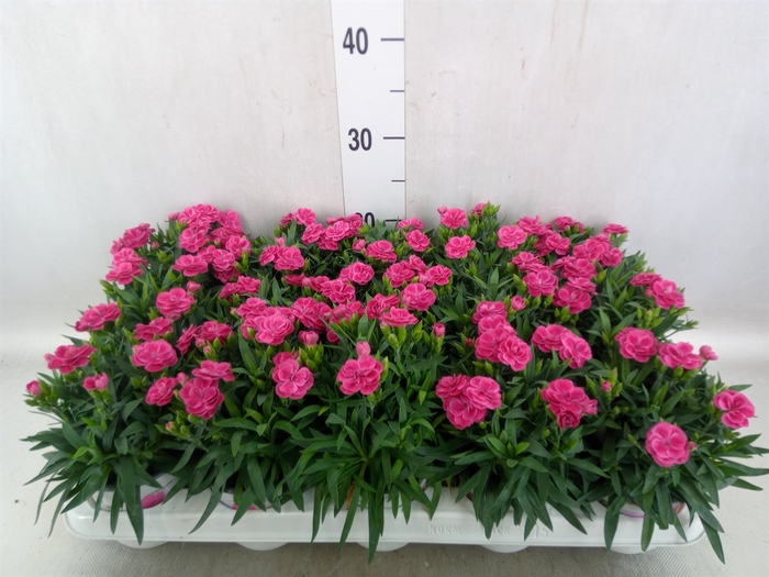 <h4>Dianthus car. 'Peman Fancy Cerise'</h4>