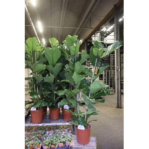 Ficus Lyrata