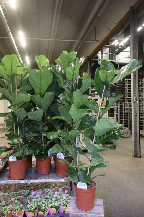<h4>Ficus Lyrata</h4>